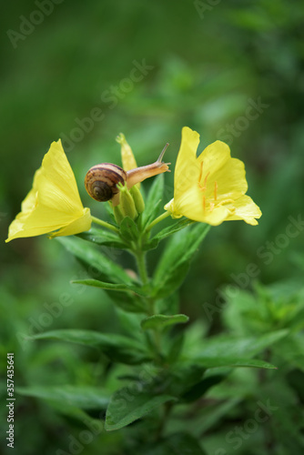 Small snail on yellow flower in the garden after rain.