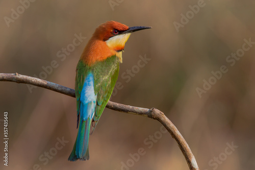Chestnut headed bee-eater perching on the branch © Annop