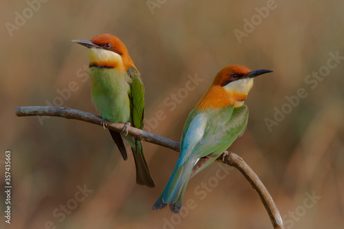 Chestnut headed bee-eaters perching on the branch