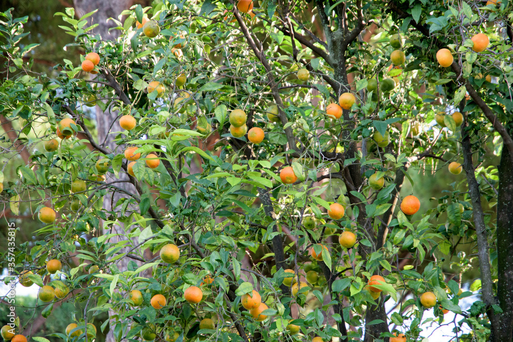 Part  ot tangerine tree