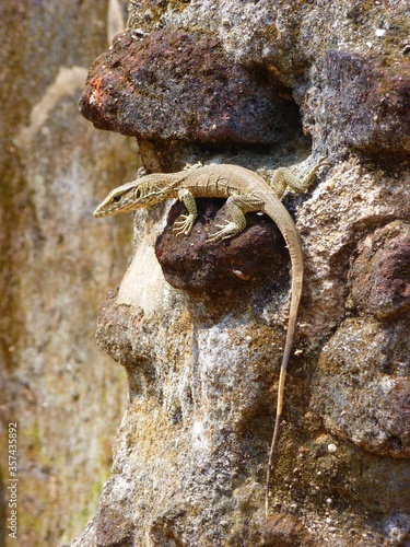 lizard on a rock