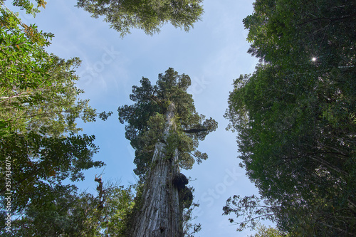 Panoramic view of millennial tree, Alerce Andino National Park, Puerto Montt, Chile photo