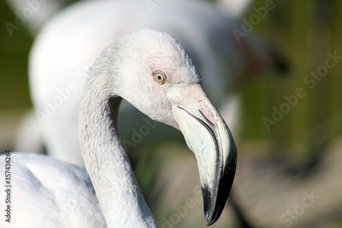 close up of a flamingo