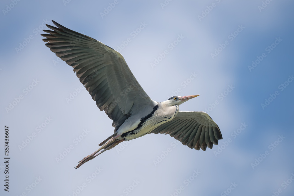 Obraz premium Gray heron flying