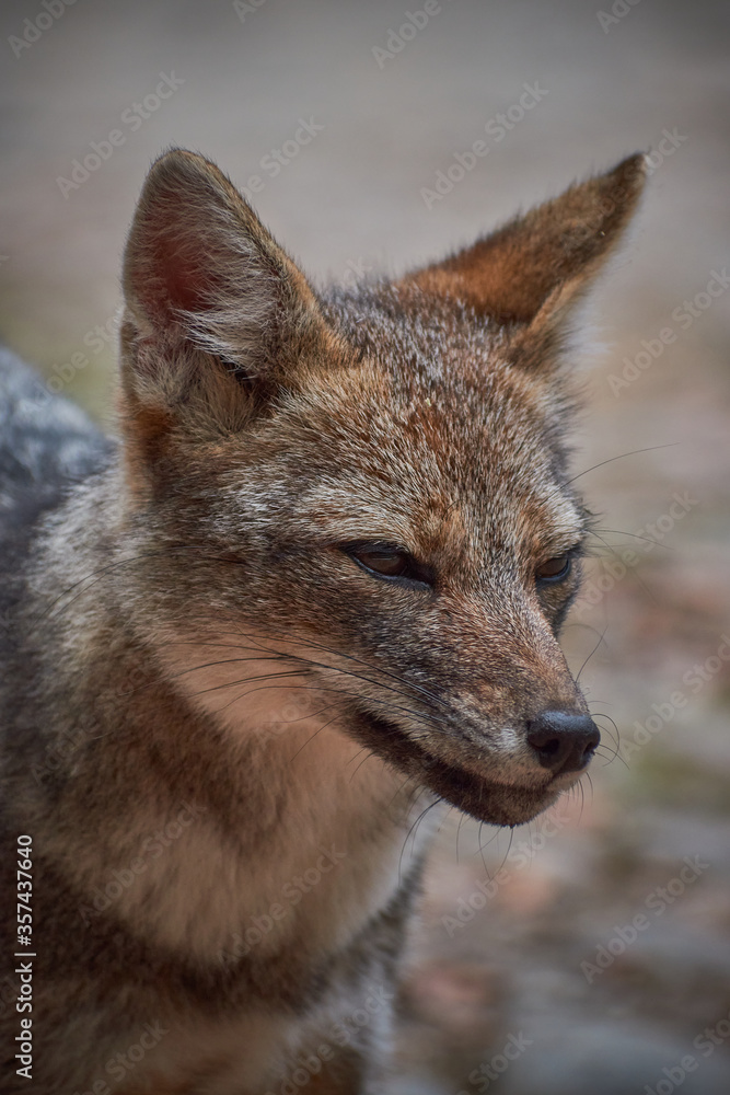 Fototapeta premium Trekking at Alerce Andino National Park, Puerto Montt, Chile.Patagonia. Zorro Chilla, wild fox.