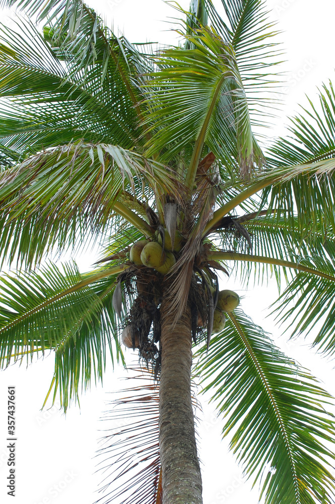 Coconut tree in the island of the Philippines