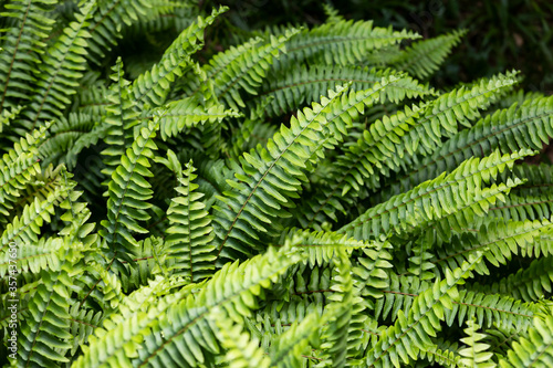 boston ferns leaves green background