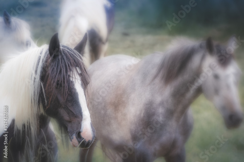 Nahaufnahme von zwei Pferden auf der Koppel photo