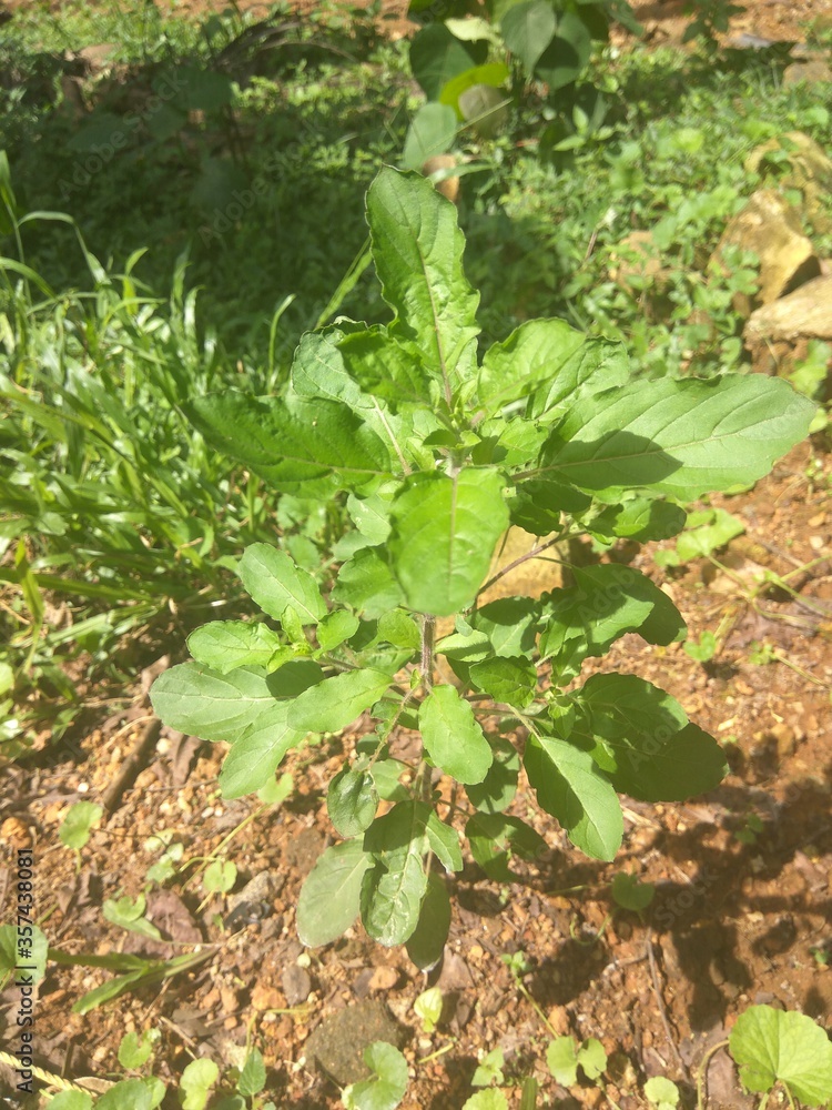 holy basil shining in noon light ,tropical plants,herb,medicine,harsh sunlight,ayurveda medicinal plant holy basil shining in noon light ,tropical plants,herb,medicine,harsh sunlight,ayurveda medicinal plant