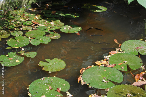 Lotus leaves scattered and floating on the water pond