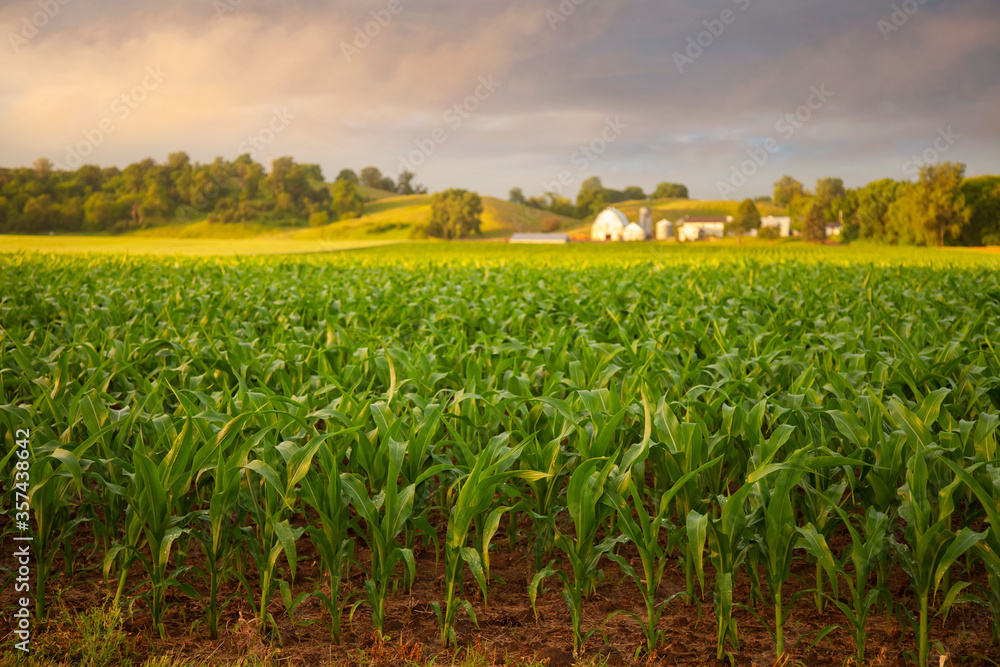 Fototapeta premium Early morning view of young corn and a farm on a rainy day