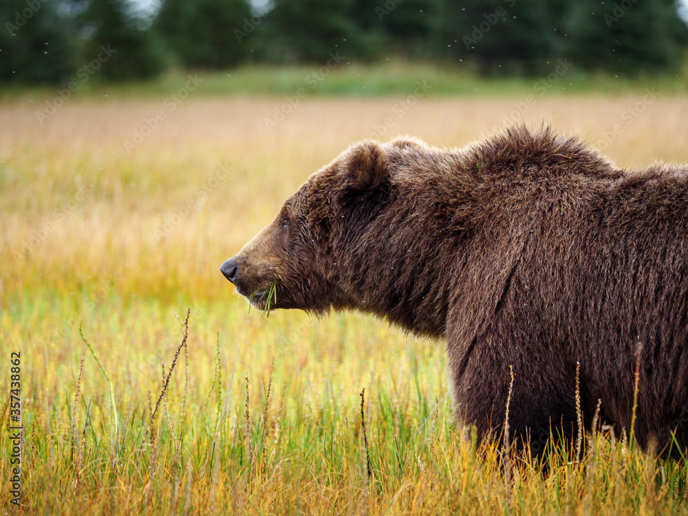 Coastal brown bear, also known as Grizzly Bear (Ursus Arctos). South Central Alaska. United States of America (USA). Coastal brown bear, also known as Grizzly Bear (Ursus Arctos). South Central Alaska. United States of America (USA).