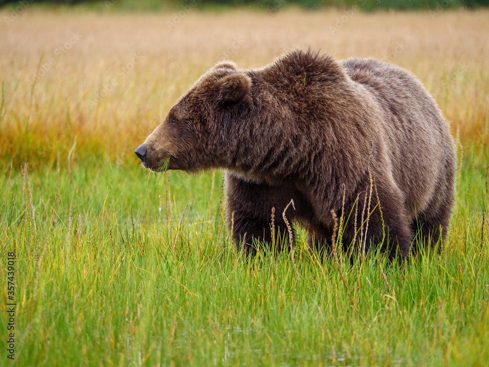 Coastal brown bear, also known as Grizzly Bear (Ursus Arctos). South Central Alaska. United States of America (USA). Coastal brown bear, also known as Grizzly Bear (Ursus Arctos). South Central Alaska. United States of America (USA).