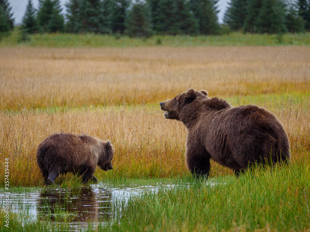 Coastal brown bear, also known as Grizzly Bear (Ursus Arctos) and cubs. South Central Alaska. United States of America (USA).