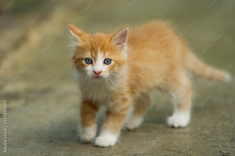 Little fluffy cat in nature. Little fluffy cat in nature.