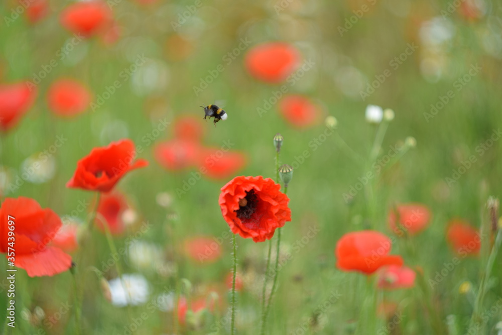 Fototapeta premium Trzmiel w makach