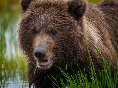 Coastal brown bear, also known as Grizzly Bear (Ursus Arctos) cub. South Central Alaska. United States of America (USA).