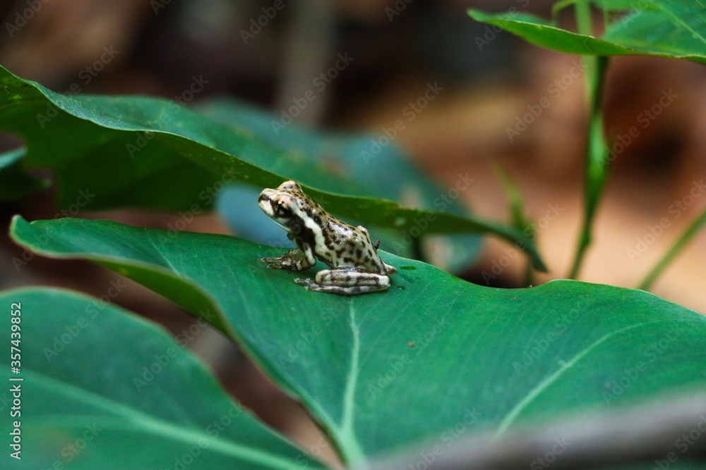 Sapo, Folha, pequeno, natureza, fauna, verde Sapo, Folha, pequeno, natureza, fauna, verde