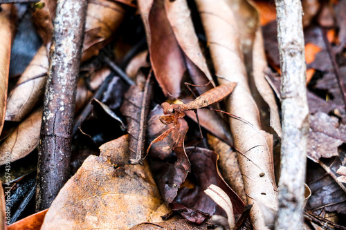 Louva-deus, Raro, Camuflagem, natureza,  folhas