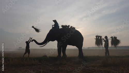 Silhouette of Farmer and elephants at rice field doing harvest