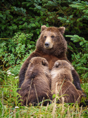 Coastal brown bear, also known as Grizzly Bear (Ursus Arctos) feeding (nursing or suckling) er cubs. South Central Alaska. United States of America (USA).