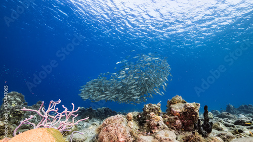 Fototapeta Naklejka Na Ścianę i Meble -  Bait ball / school of fish in turquoise water of coral reef  in Caribbean Sea / Curacao
