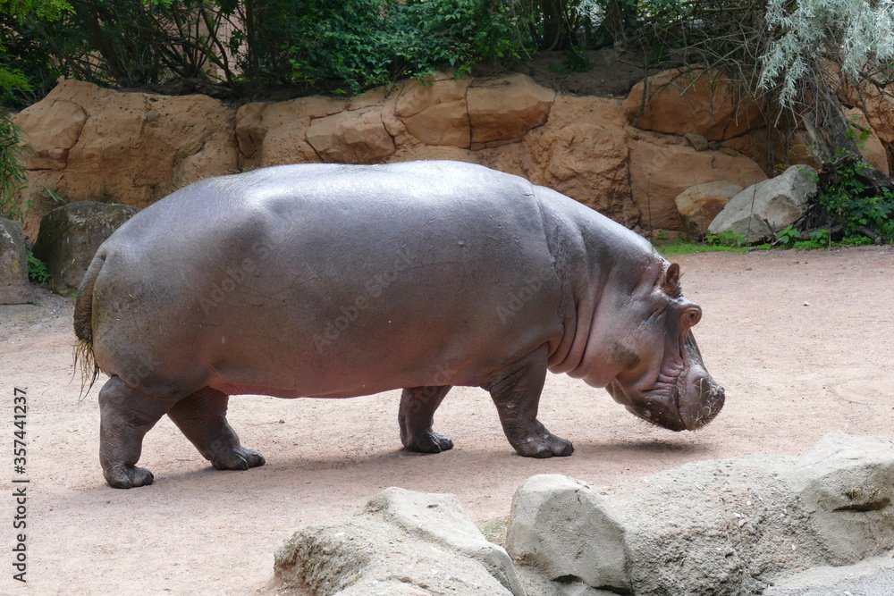 Hippo out of water , heavy guy, side view of a walking Hippopotamus, a big thing, being overweight Hippo out of water , heavy guy, side view of a walking Hippopotamus, a big thing, being overweight