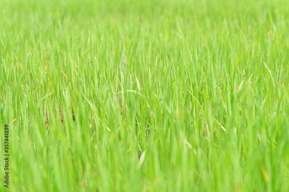 Fresh spring rice field green background. Green nature background. Sapling green rice in Thailand. Fresh spring rice field green background. Green nature background. Sapling green rice in Thailand.