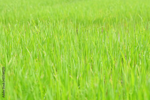Fresh spring rice field green background. Green nature background. Sapling green rice in Thailand.