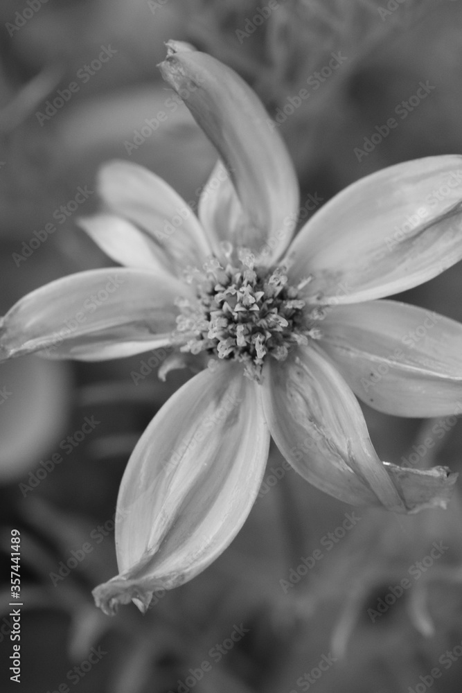 Fototapeta premium fleur