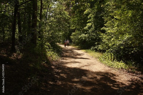 Meetshoven, a wooded nature reserve in Aarschot (Belgium) on a sunny afternoon photo