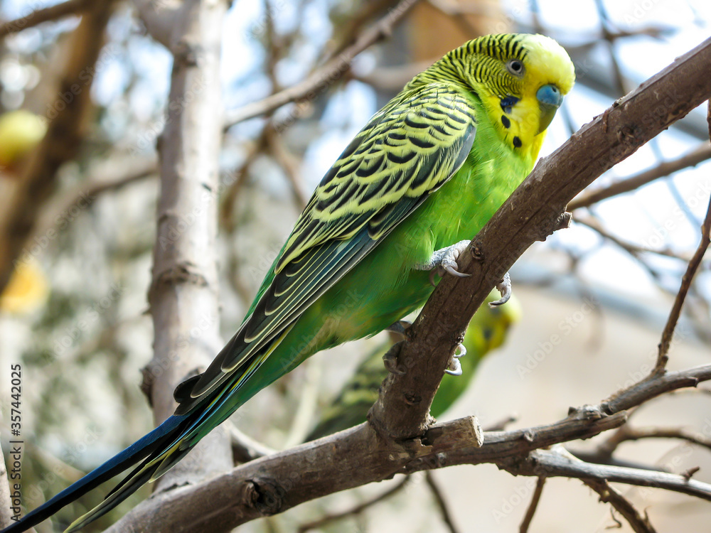 Fototapeta premium Yellow and green parrot