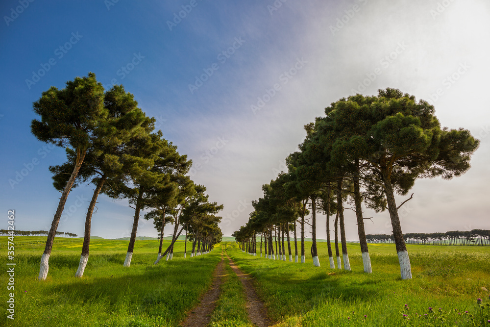 Rows of pines along the road in the field Rows of pines along the road in the field