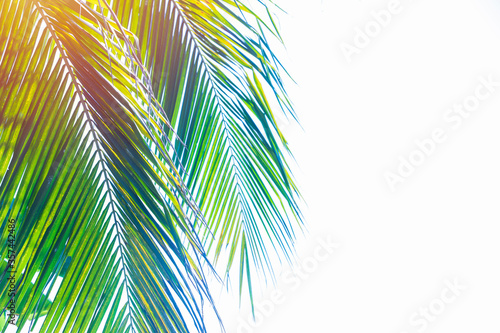 Coconut leaf spread,Sunlight shines through the coconut leaves.Coconut leaves frame with copy space