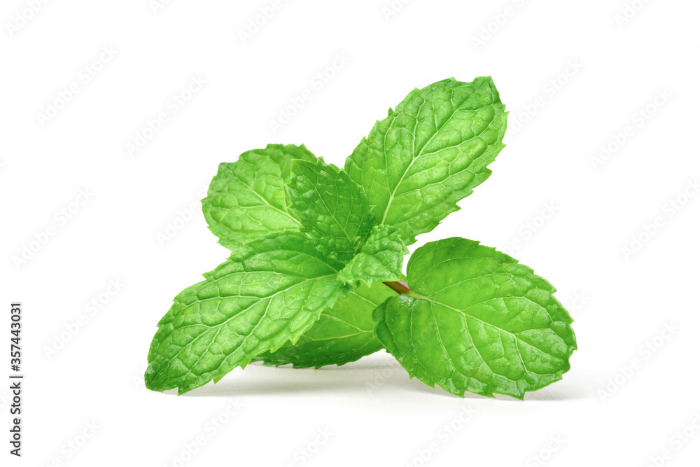 Obraz premium Green fresh Mint leaf isolated on white background.