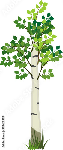 Cartoon birch with green leaves isolated on white backgraund