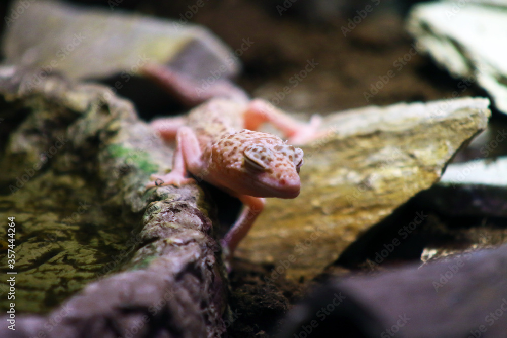 lizard on the rocks lizard on the rocks