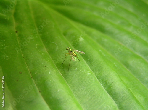 Small little fly on a green leaf macro