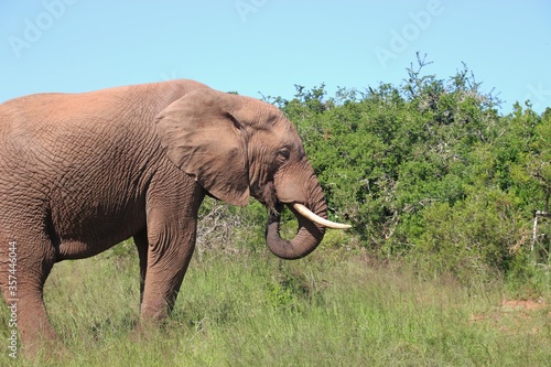 Portrait an Elephant in the Addo Elephant National Park  near Port Elizabeth. South Africa  Africa.