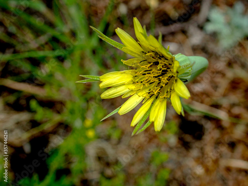 delicate yellow flowers, plants with the Latin name Tragopogon pratensis photo