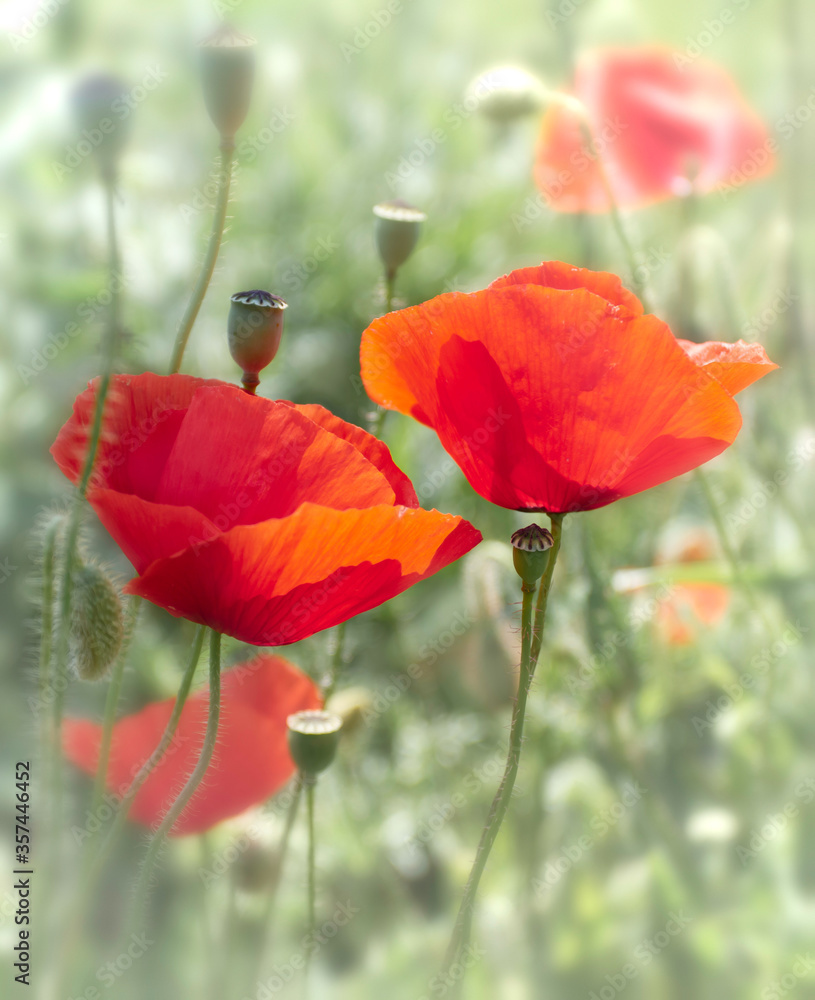 Fototapeta premium Field of Poppy Flowers