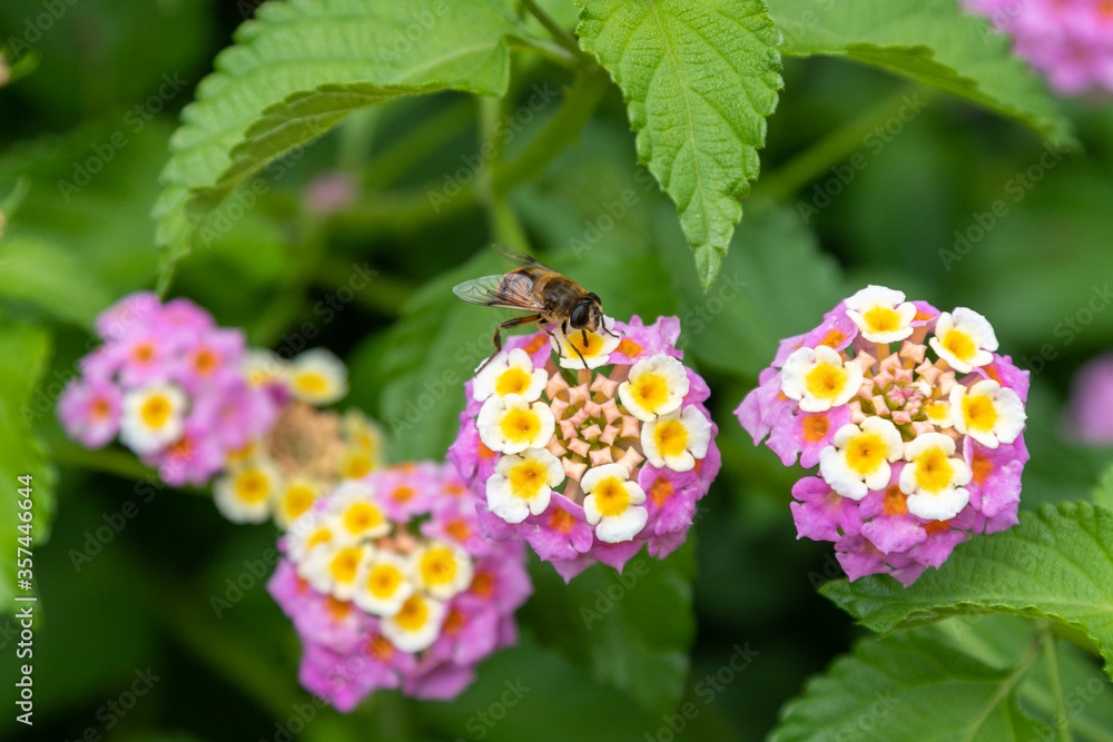 山の紫陽花　千葉県南房総市　日本