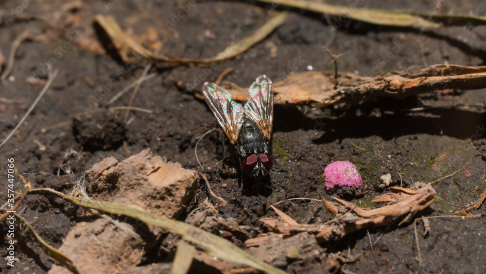 Obraz premium Photograph of a fly standing in the garden illuminated by the rays of the sun