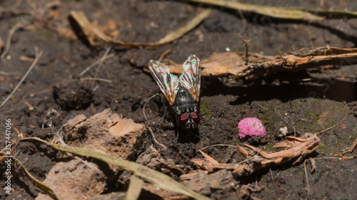 Photograph of a fly standing in the garden illuminated by the rays of the sun