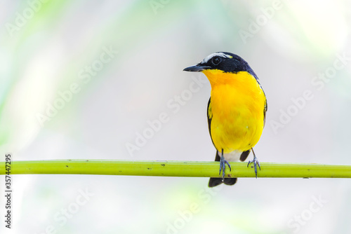 ycatcher, Korean flycatcher or tricolor flycatcher (Ficedula zanthopygia) photo