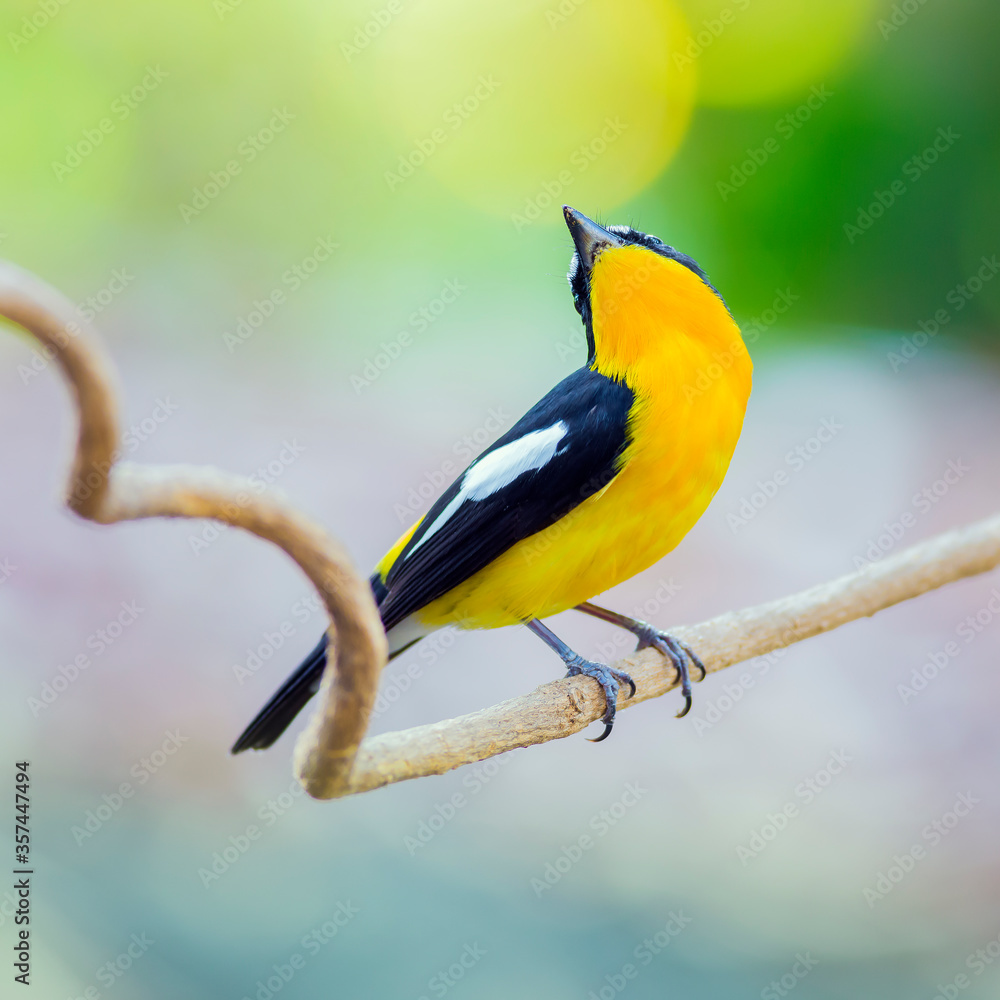 Fototapeta premium ycatcher, Korean flycatcher or tricolor flycatcher (Ficedula zanthopygia)