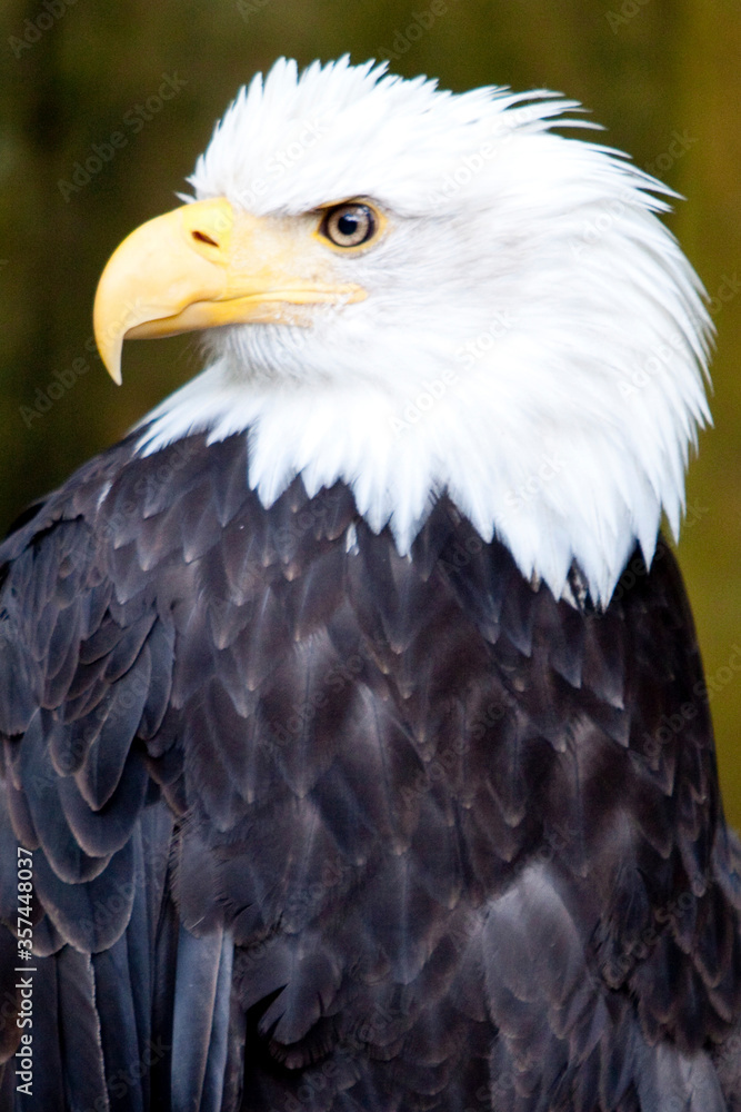 american bald eagle american bald eagle