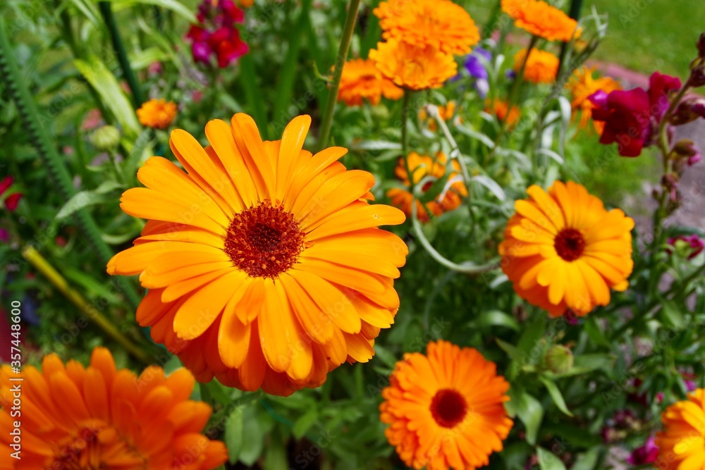 Ringelblumen