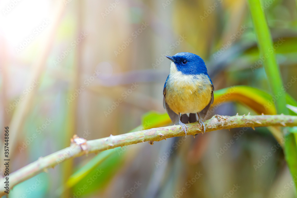 Fototapeta premium slaty-blue flycatcher (Ficedula tricolor)