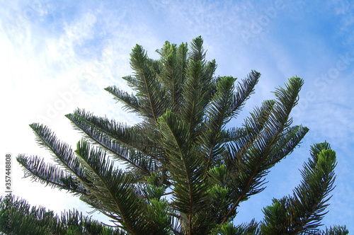 Green pine tree leaves nature 